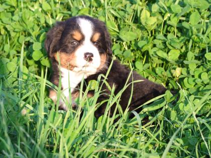 11 Wochen alter Berner -Sennenrüde