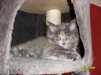 Main Coon Baby / Blue tabby