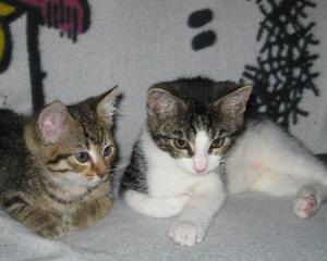   Habe noch zwei Katzenkinder in liebevolle hände abzugeben 