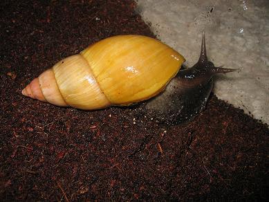 Verschiedene ACHATSCHNECKEN, Aquarien und Terrarien abzugeben