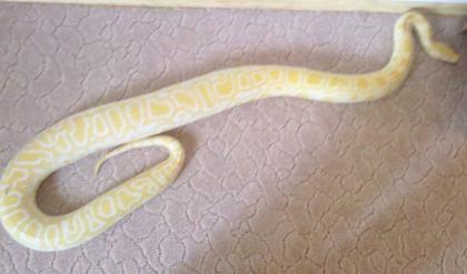 Verkaufe eine ALBINO TIGERPHYTON     