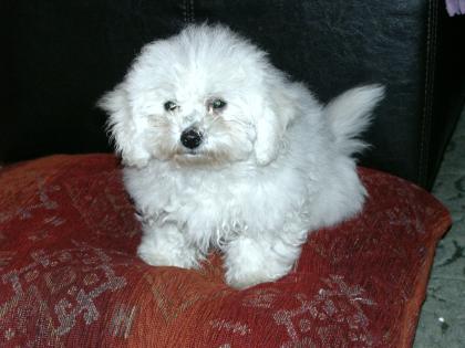 Bichon Frise Welpen zu verkaufen