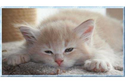 Knuffige Maine Coon Babys