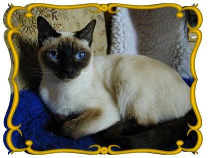 Thaikatzen aus Bergkamen