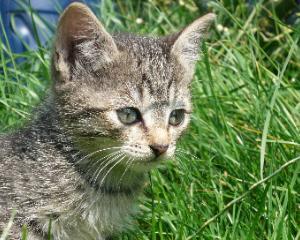 Kleine Katzen suchen neue Liebhaber