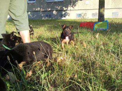 Schäferhund-mix Welpen schwarz-braun, 1von4 Mädels braucht ein schönes Zuhause, 