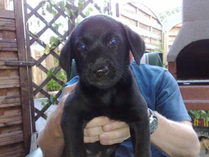 Kleine Labradormann aus Hobbyzucht!