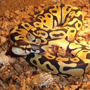 Python regius pastel