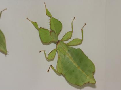 Phyllium siccifolium Eier  Wandelnd Blätter 