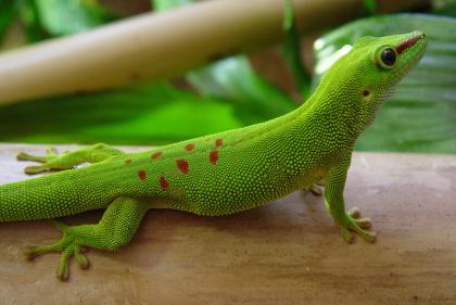 Phelsuma Madagascariensis Grandis / Madagascar Taggecko