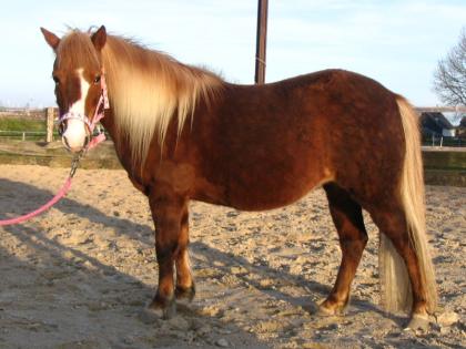 Biete Reitbeteiligung an Welsh-Pony