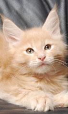 Süße Maine Coon Kitten in tollen farben und super süß!!!