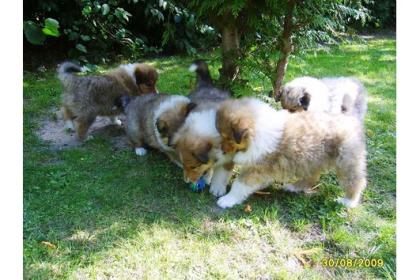 Colliewelpen , dark-sable mit VDH-Papieren