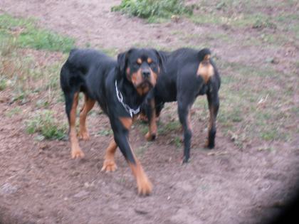 Hübscher großer kräftiger Rottie-Rüde!