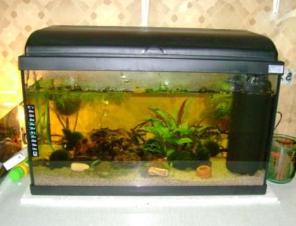 54 L Komplett Aquarium zu verkaufen !