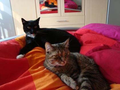 1 Kater und 1 Katze zu verschenken