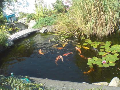Gartenteich mit 10japan koi & 10euro koi