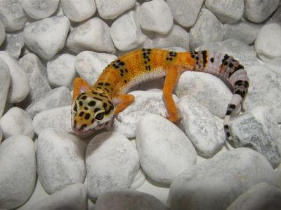 Leopardgeckos  Eublepharis macularius  super schöne intensive Farben.