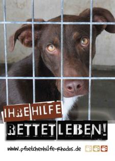Pfötchenhilfe Rhodos sucht Pflegestellen!