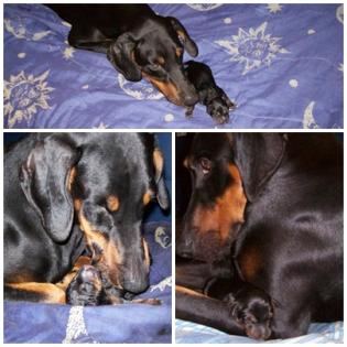 Dobermann Welpen suchen liebevolles Zuhause 