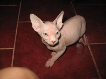 SPHYNX fabelhafte Katze mit Papiere