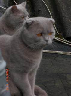 BKH Deckkater