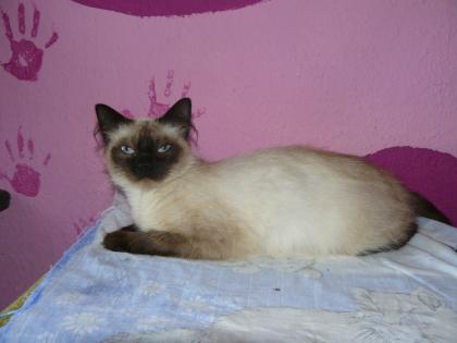 Ragdoll sucht neue fam.