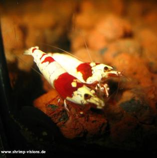 Red Bee Shrimp Grade SS: Doppel Hinomaru, No entry, Small Lips. Reinerbige Tomat