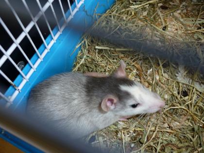 Ratten Babys zu verschenken