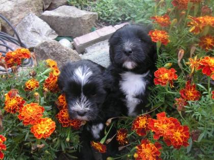 Hübsche Tibet-Terrier-Welpen mit Pap. 