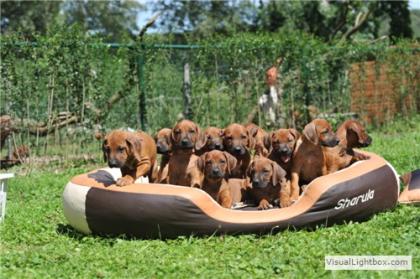 Super süße Rhodesian Ridgeback Welpen