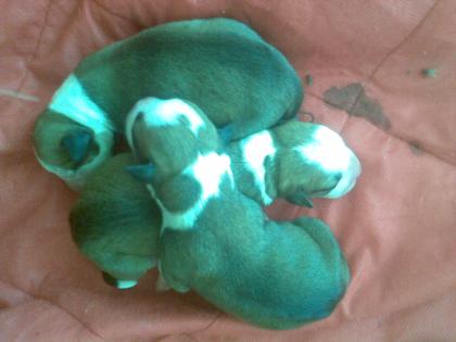 12 Boxer mix welpen ab ende Oktober azugeben