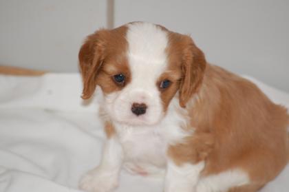 Cavalier King Charles Spaniel Welpen