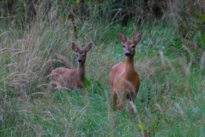 Amberg-Sulzbacher Land: Spuren im Wald