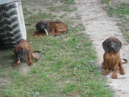 Bayerischer Gebirgsschweißhund abzugeben