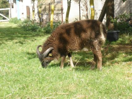 Soay Schafe, Soay Lämmer
