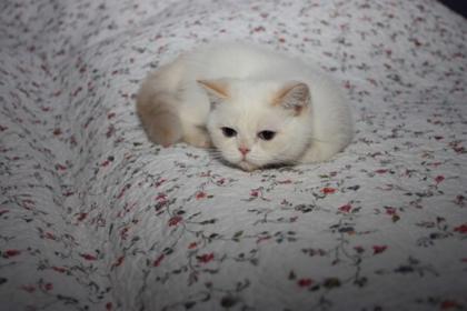 Exotic Shorthair Colourpoint Kater in cream tabby point ab sofort abzugeben.....