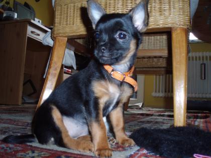 Chihuahua Mädchen 12 Wochen alt