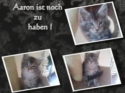 Maine Coon Kitten ab ende Oktober!!!