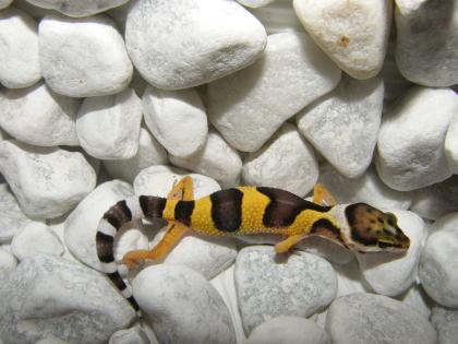 Leopardgeckos  Eublepharis macularius   super schöne intensive Farben.