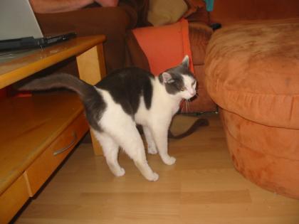 Kater abzugeben
