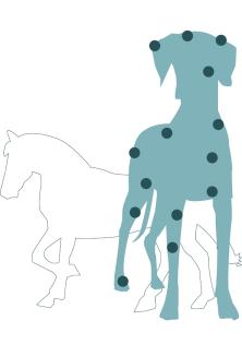 Tierphysiotherapie