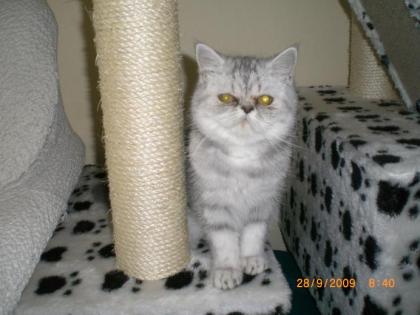 Junge Exotic Shorthair Kätzin geb. 7.04-0.7978