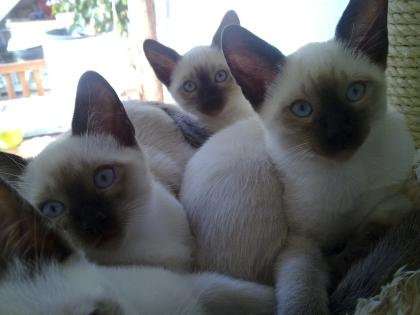 4 süße Siamkitten (alter Typ) in liebevolle Hände abzugeben.......