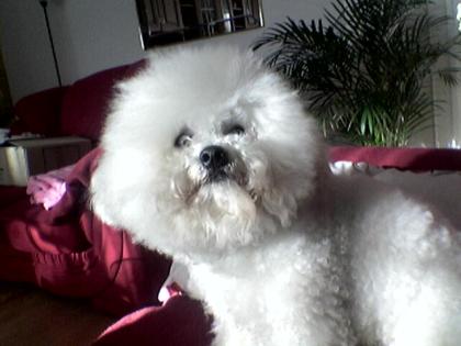 Bichon Frisé Deckrüde