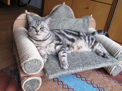 BKH Silver Tabby sucht neuese Zuhause