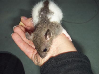 Agouti hooded farbratten suchen neues zuhause! 