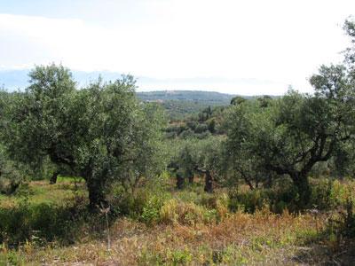 Schoenes Baugrundstueck nahe der Stadt Koroni /Griechenland