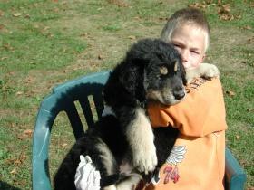 Altdeutscher Schäferhund/Goldenretriever Mix