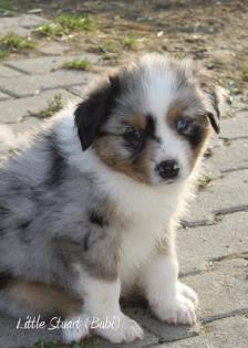 KNUFIGER AUSSIE BUBE blue - merle abzugeben